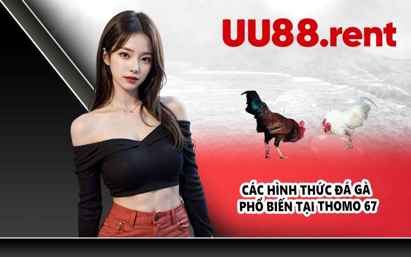 Các hình thức đá gà phổ biến tại Thomo 67