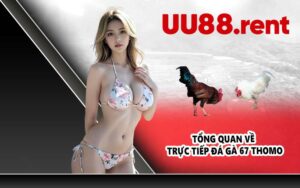 Tổng quan về trực tiếp đá gà 67 Thomo