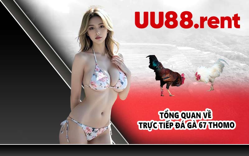 Tổng quan về trực tiếp đá gà 67 Thomo